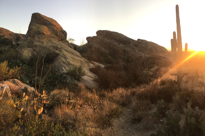 Saguaro National Park